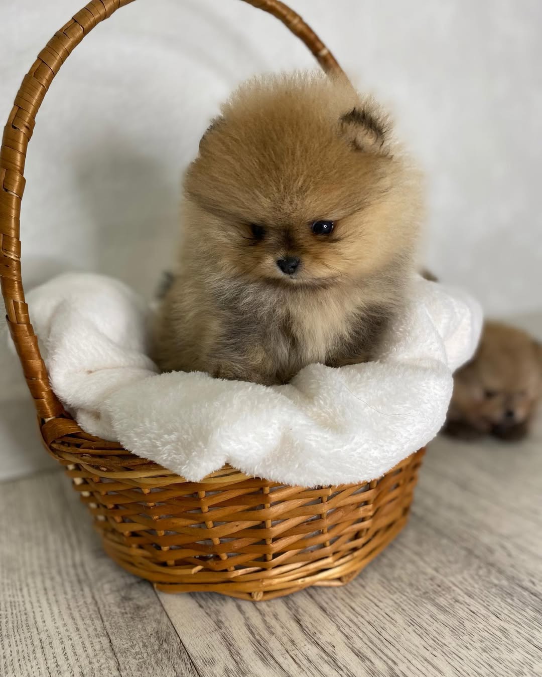 Lulu - Pomeranian Puppy