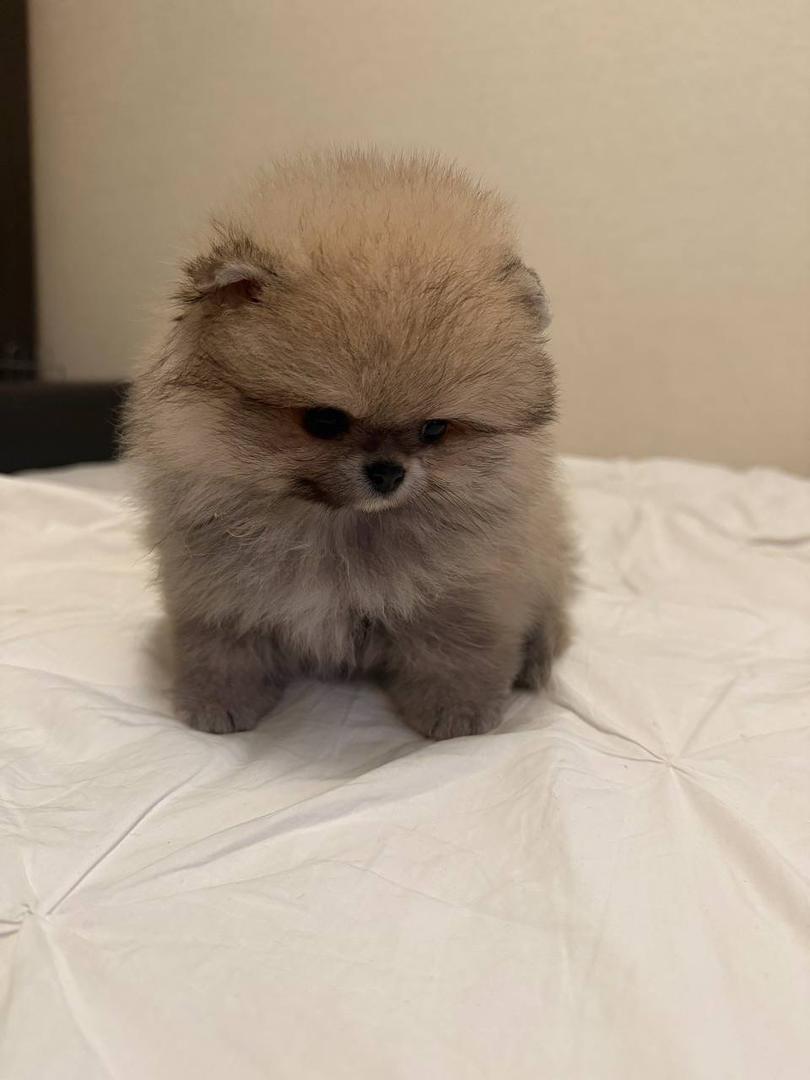 Teddy - Pomeranian Puppy