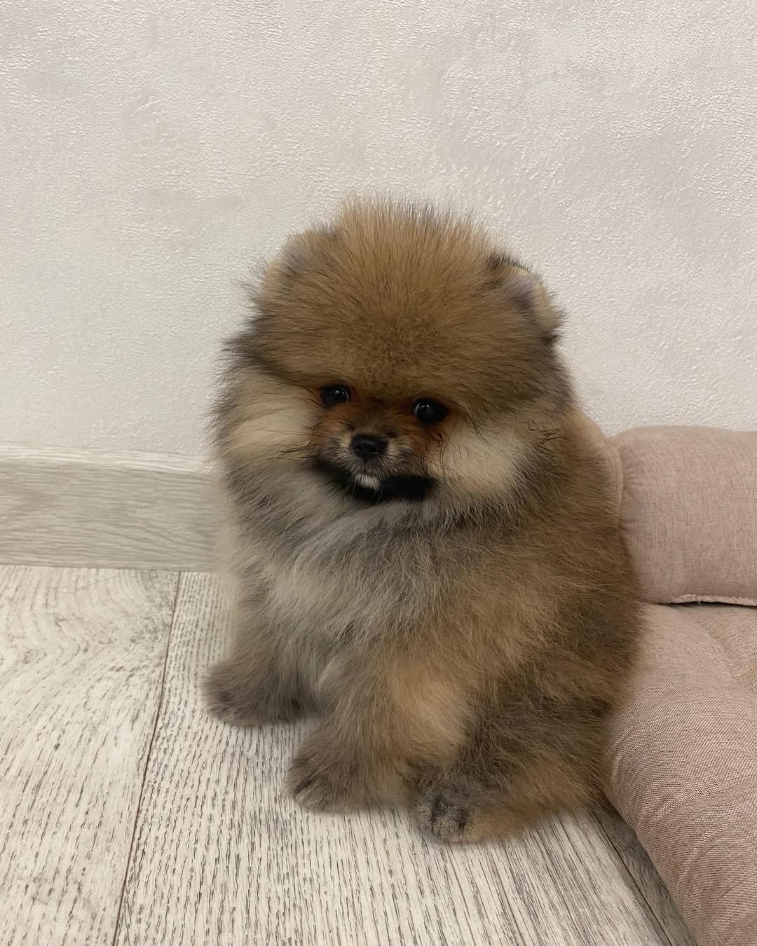 Bella - Pomeranian Puppy